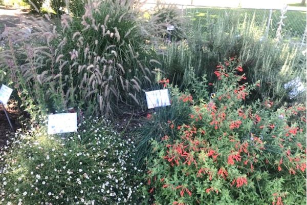 elementary school pollinator garden