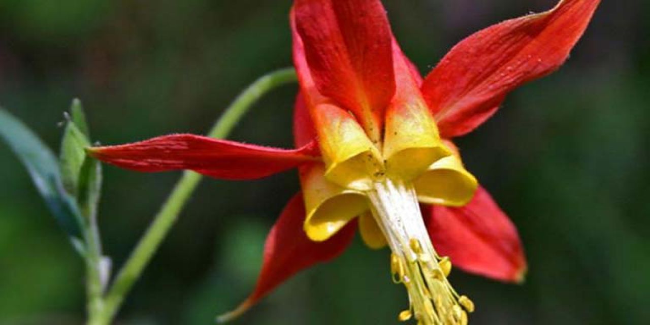 AQU - Aquilegia formosa (Western Columbine)
