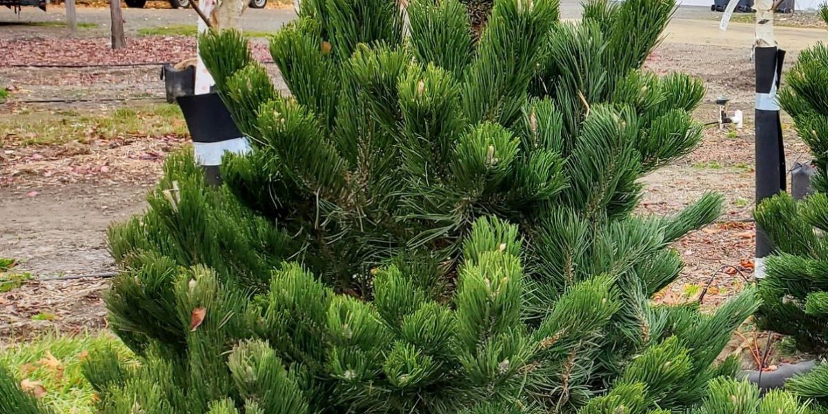 Oregon Green Pine crop sm