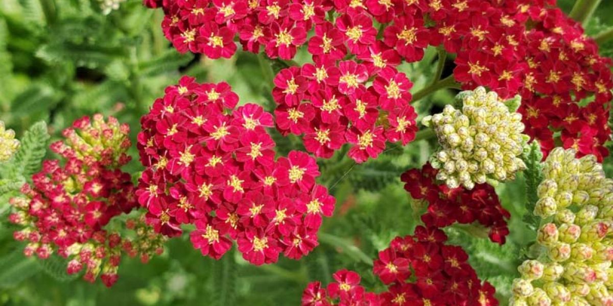 Achillea Strawberry Seduction crop edit