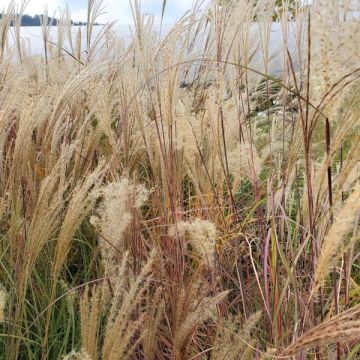 Miscanthus 'Adagio'