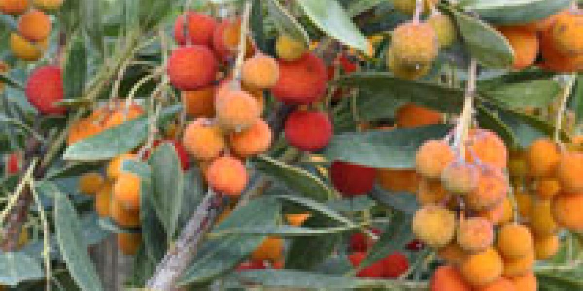arbutus-unedo-plant-of-the-