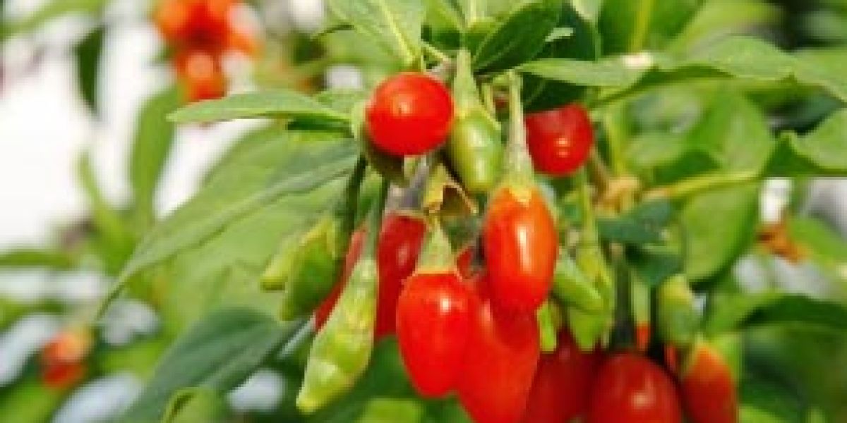 gojiBerry2