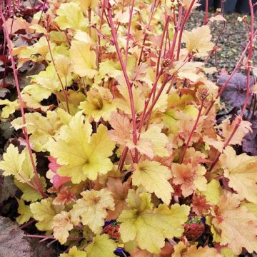 Heuchera 'Marmelade'