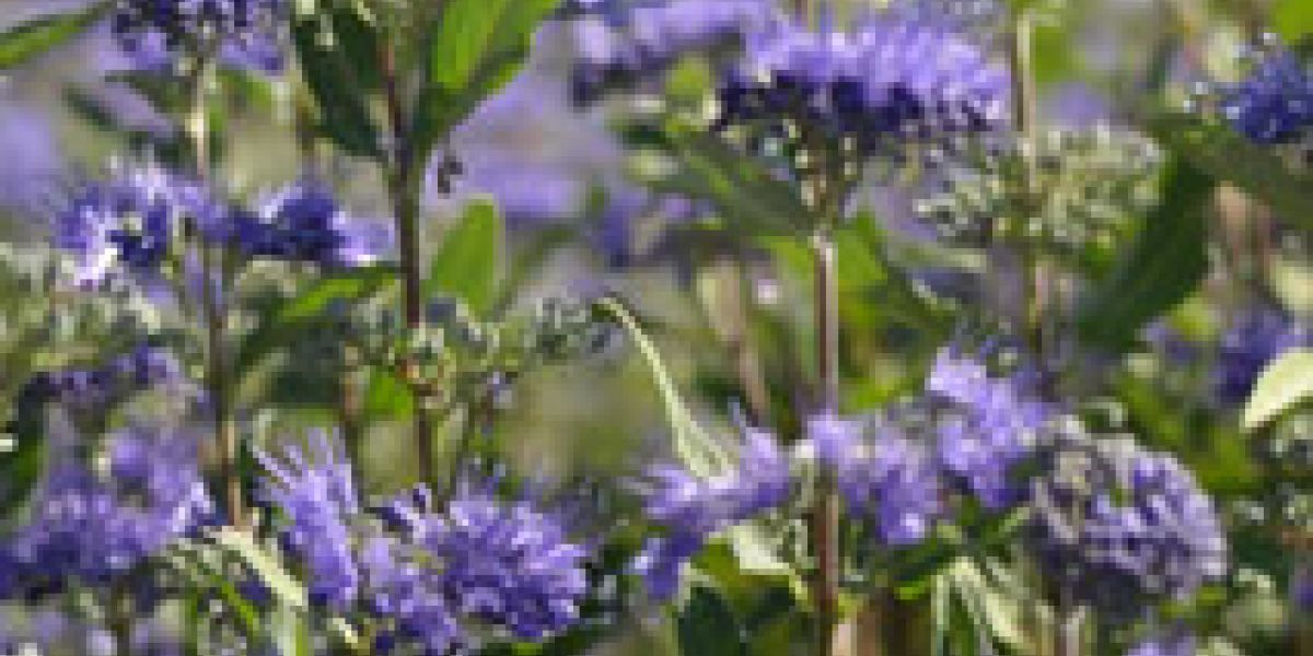 caryopteris-closeup-plant-o