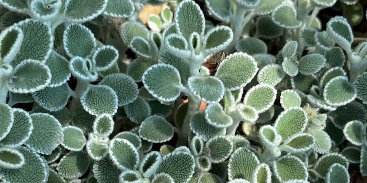 Marrubium Silver Heels