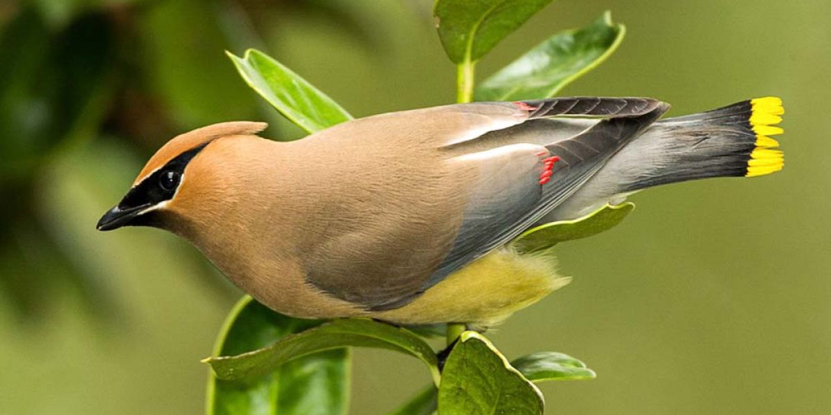 Cedar waxwing