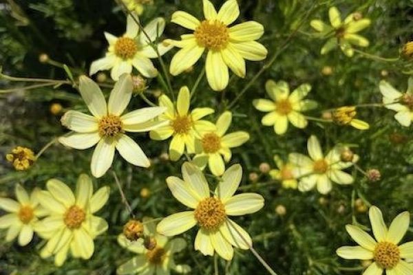 Coreopsis Moonbeam