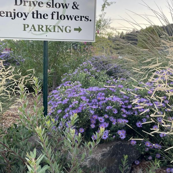 display rock garden at entrance after one year