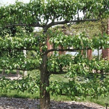 espalier fruit tree