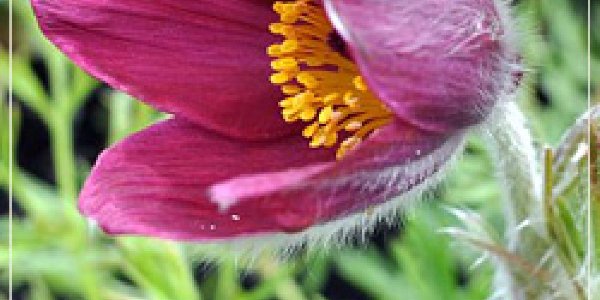 photoPulsatillaVulgaris250x376