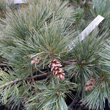 dwarf pine