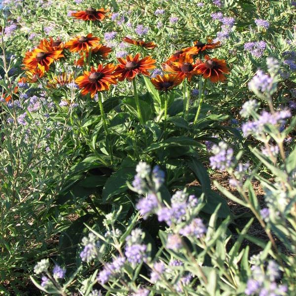 Rudbeckia hybrid with Caryopteris 'Blue Mist'