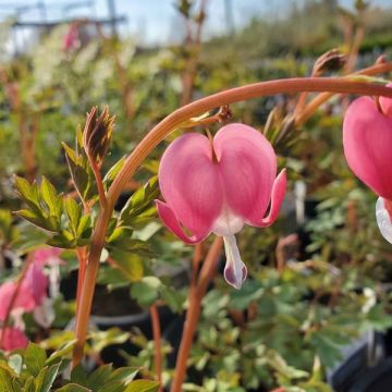 Dicentra spp.