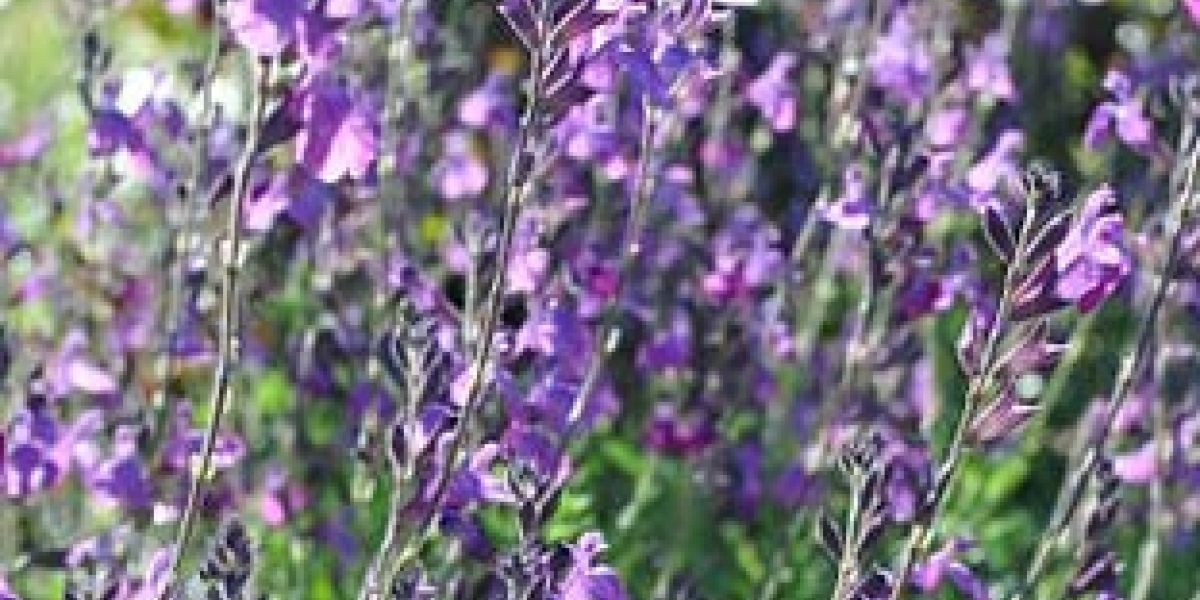 Salvia 'Ultra Violet'