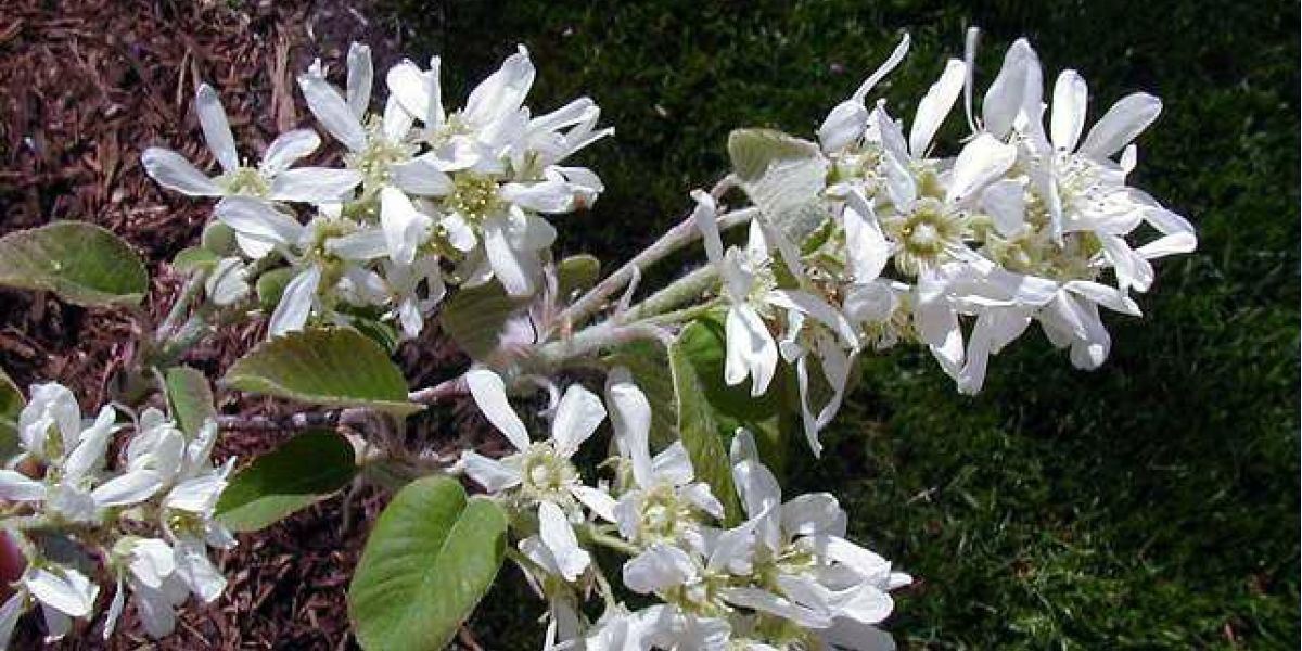 Amelanchier Autumn Brilliance flower