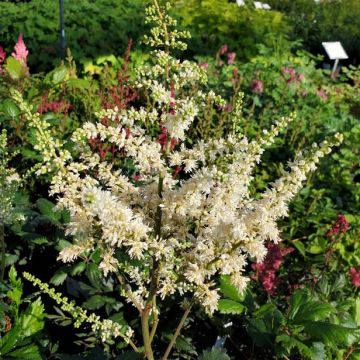 Astilbe