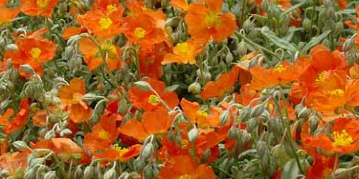 helianthemum nummularium henfield brilliant blooming nursery 2 st gpp