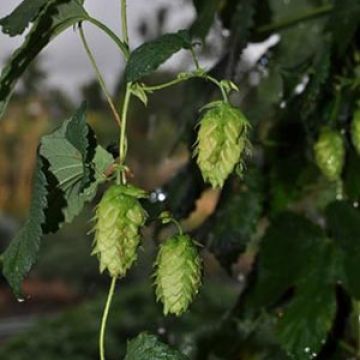 Hops vine and flower