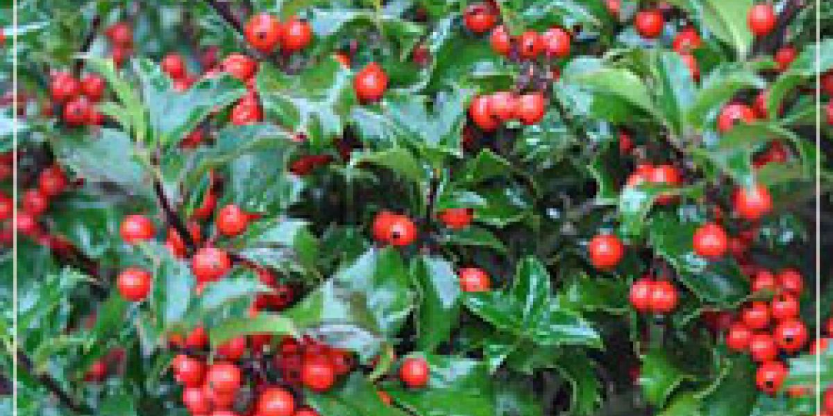 photoIlexBlueGirl250x376