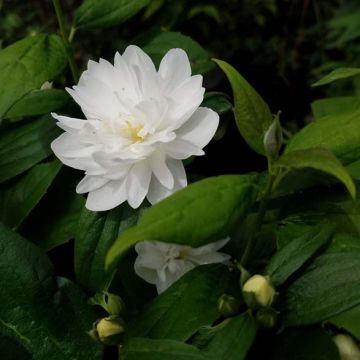 Philadelphus 'Minnesota Snowflake'