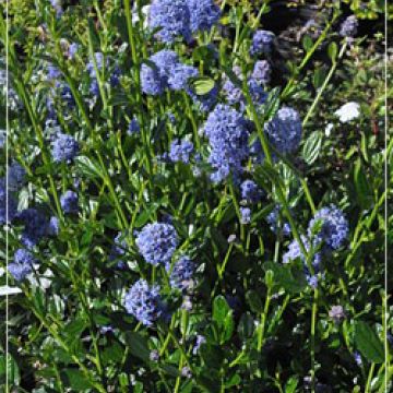 Ceanothus 'Skylark'