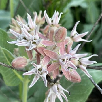 Asclepias speciosa 'Showy Milkweed'