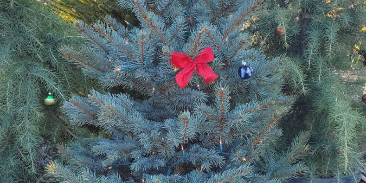 Live Christmas tree sm