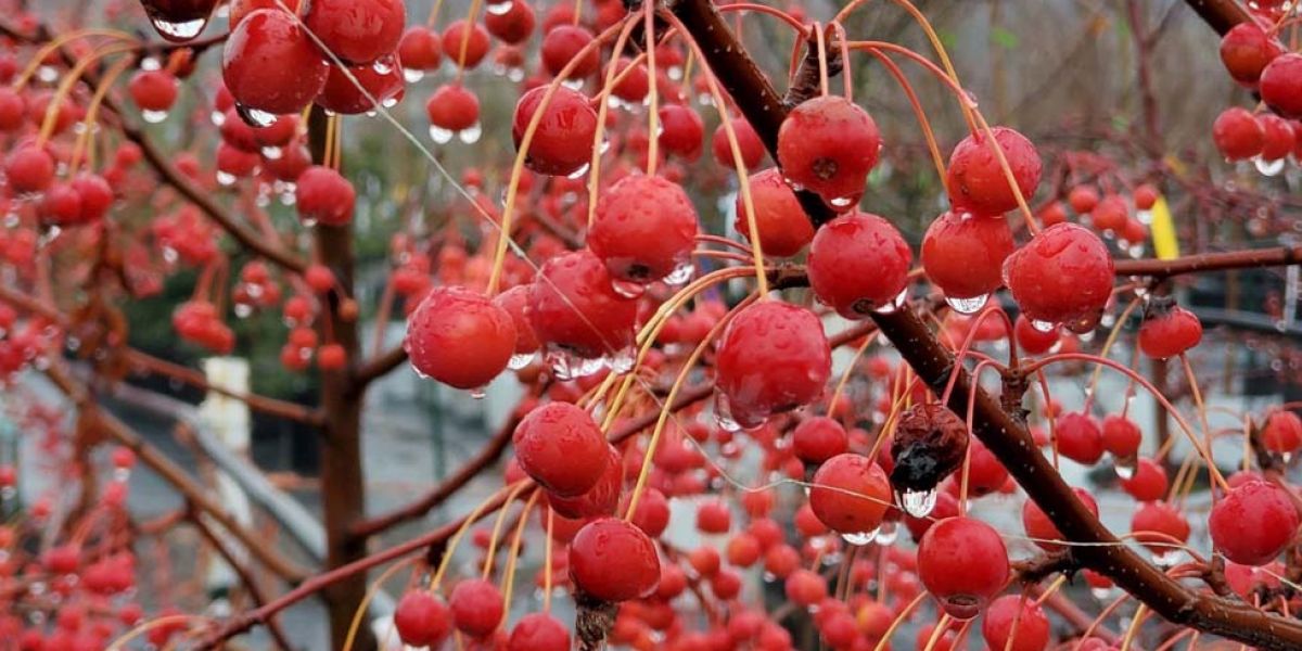 Red Jewel Crabapple crop