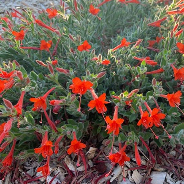 Zauschneria californica/ Epilobium canum