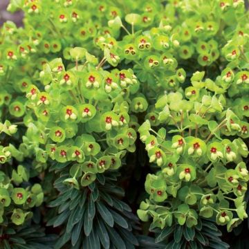 EUP - Euphorbia ‘Tiny Tim’ (Compact Spurge)