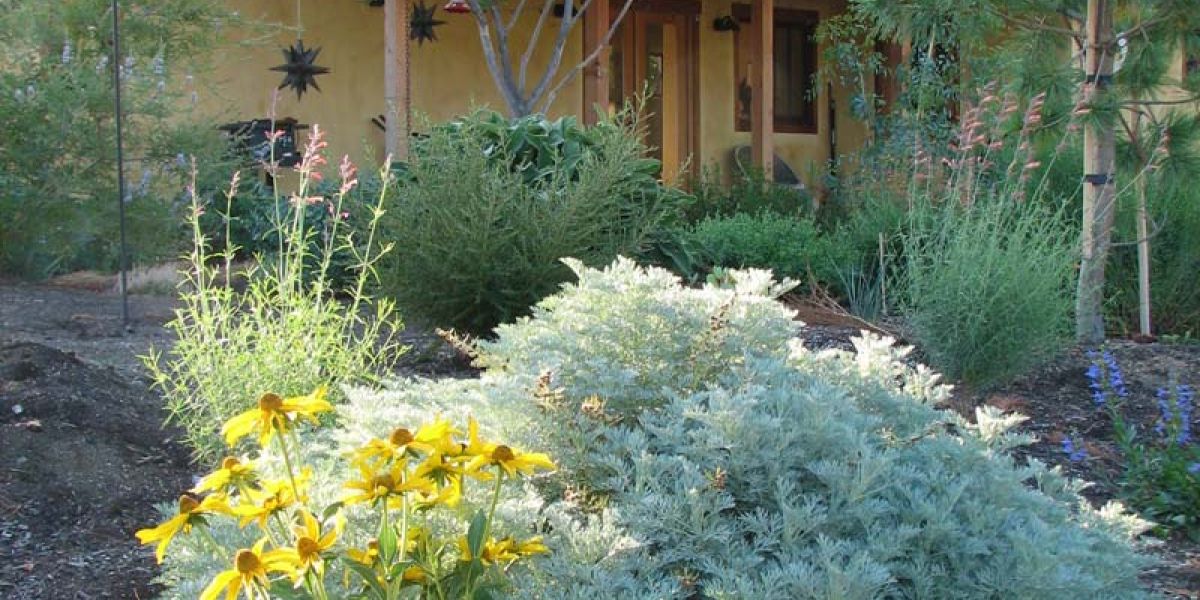 artemisia and other deer resistant plants in front yard