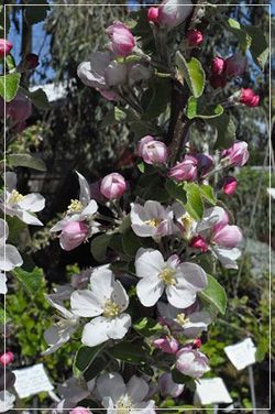 Apple blossoms