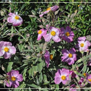 Cistus 'Jester'