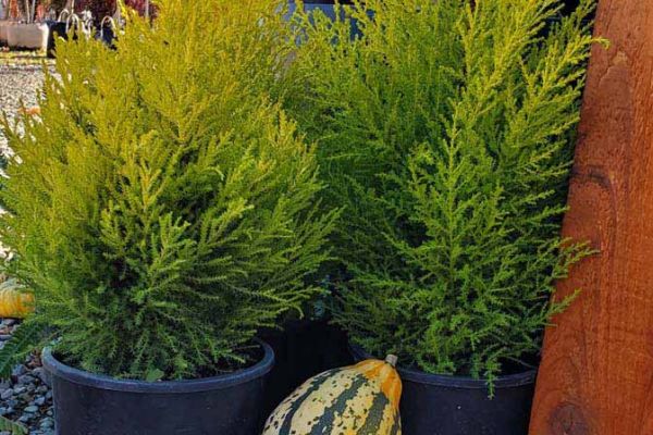 48981137793 2fd01884fc k