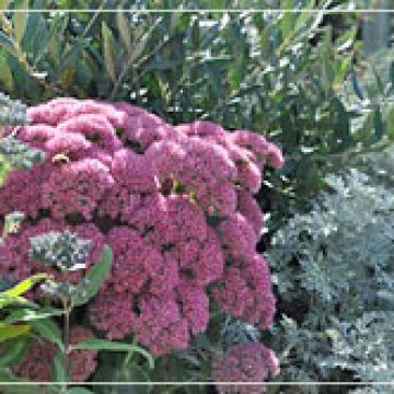 Sedum 'Autumn Joy' with Artemesia and Olive