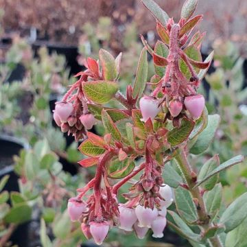 Arctostaphylos 'John Dourley'