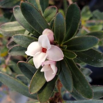 Daphne 'Eternal Fragrance'