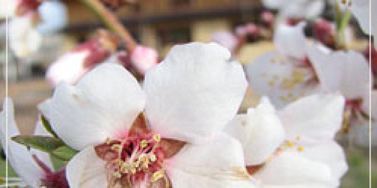 photoGiftCertificates250x333