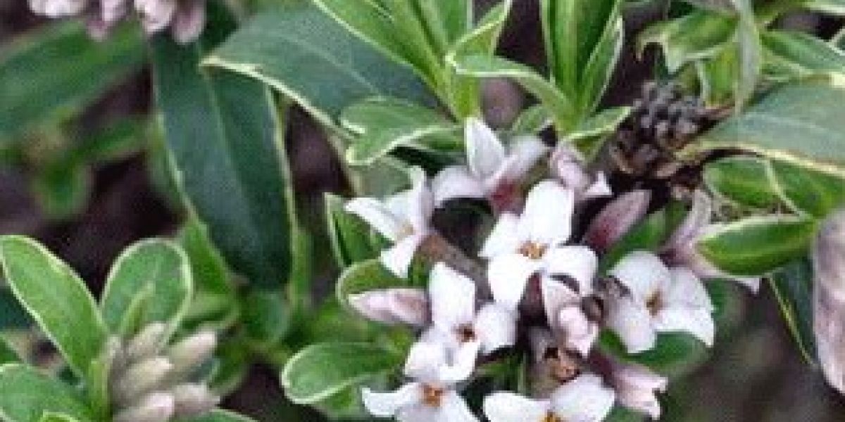 Daphne_Summer-Ice-plant-of-