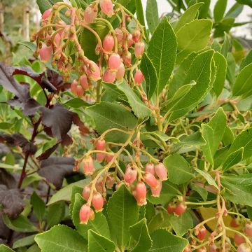 Arbutus unedo 'Compacta'