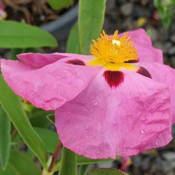 Cistus purpureus