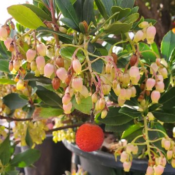 Arbutus unedo flower and fruit