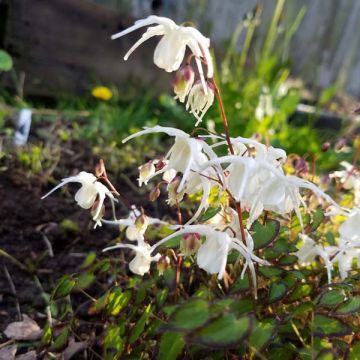 Epimedium