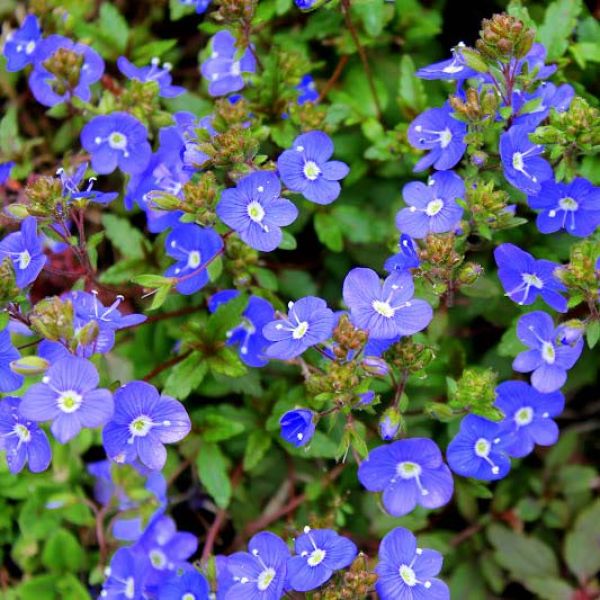VER - Veronica ‘Georgia Blue’ (Creeping Speedwell) 