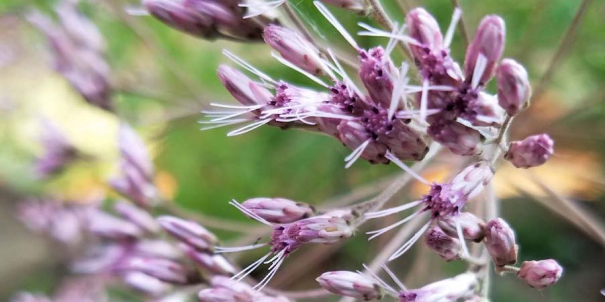 Eupatorium flower detail sm