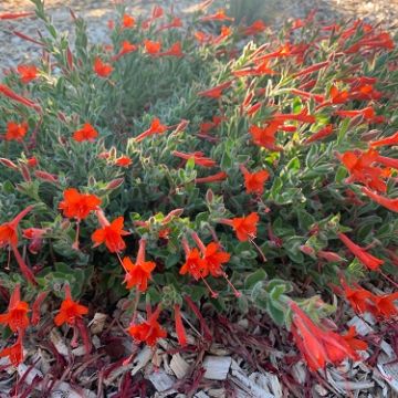 Zauschneria 'Everetts Choice'