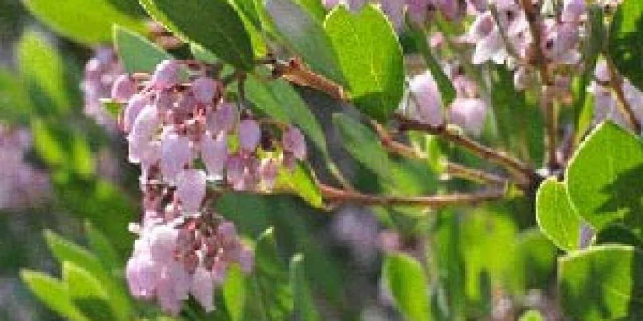 Arctostaphylos_Howard-McMinn.jpg