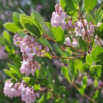 Arctostaphylos 'Howard McMinn'
