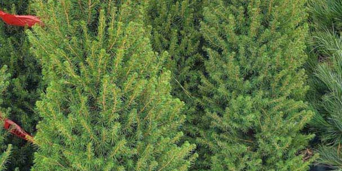 Dwarf Alberta Spruce sm